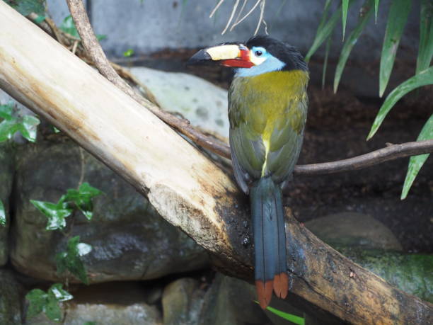 istock Plate-billed mountain toucan (scientific name: Andigena laminirostris), also known as laminated hill-toucan, laminated mountain-toucan or plain-billed mountain-toucan 1031975230