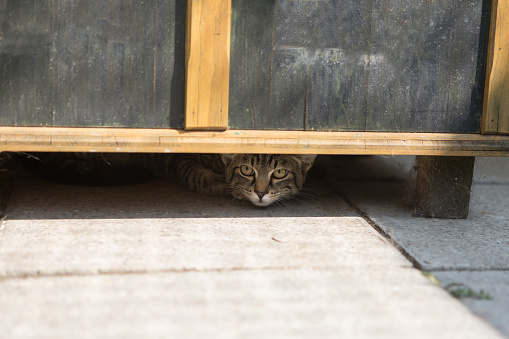 tabby cat hide under cupboard