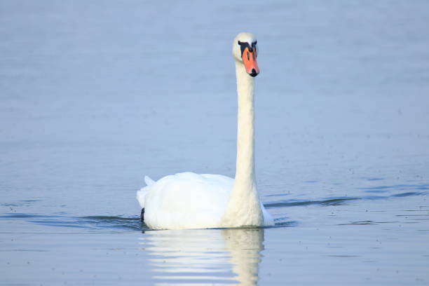 istock Swan on the lake 1031975616