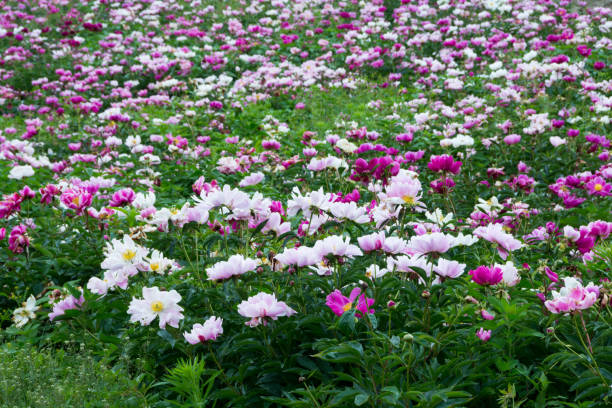 Peony's field