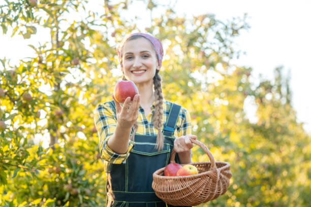 istock Woman on fruit orchard showing apple into the camera 1031981002