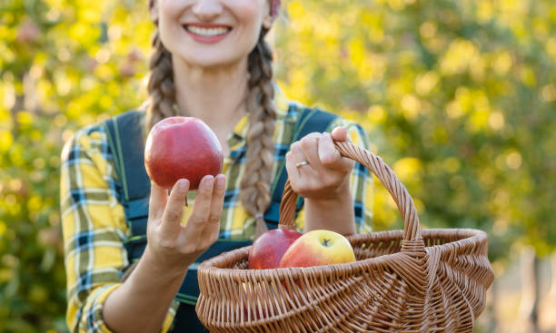 istock Farmer woman in fruit orchard holding apple in her hands offering 1031981164