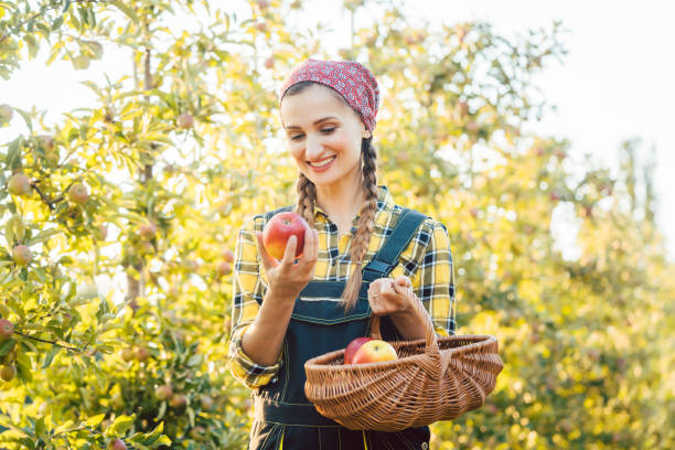 istock Fruit farmer woman harvesting apples in her basket 1031985308