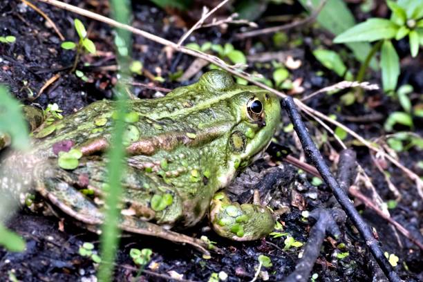 istock small green frog sitting on the shore 1031985490