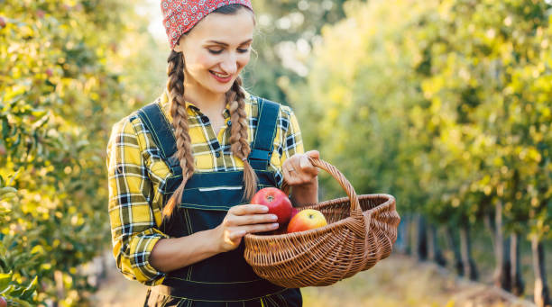 istock Fruit farmer woman harvesting apples in her basket 1031985556