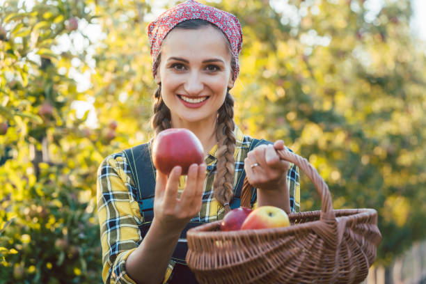 istock Farmer woman in fruit orchard holding apple in her hands offering 1031985778