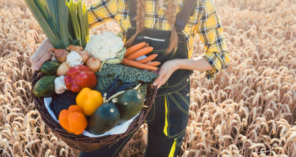 woman carrying basket with healthy and locally produced vegetables - homegrown produce wheat organic crop imagens e fotografias de stock