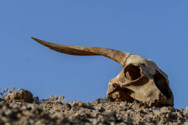 istock Dry Goat Skull Bone, Goat Skull background in the desert 1031986646