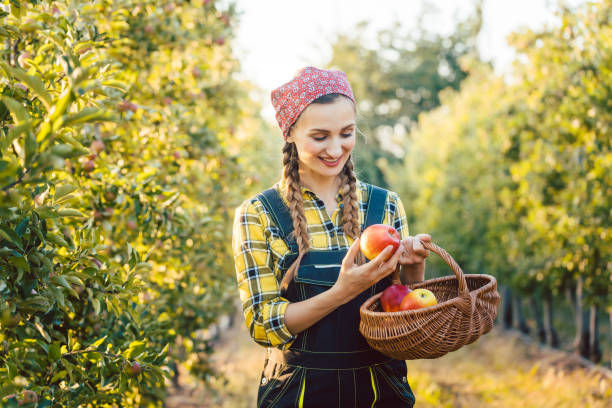 istock Fruit farmer woman harvesting apples in her basket 1031986766