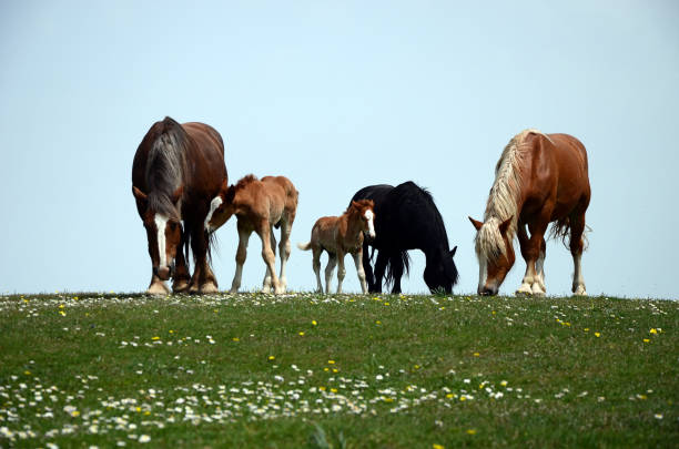 Horse family on top of the hill