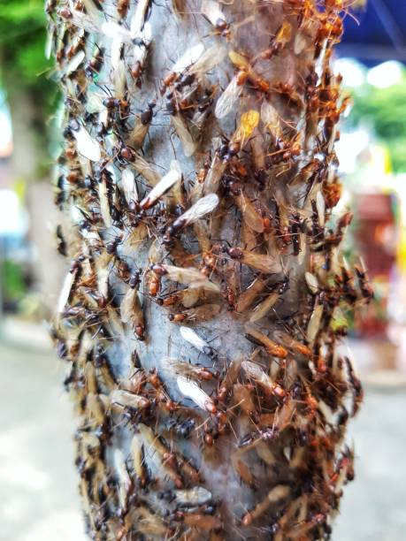 alates oder termiten schwarm - termite soil stock-fotos und bilder