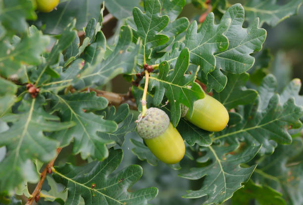 pedenculate roble (quercus robur) - english oak fotografías e imágenes de stock