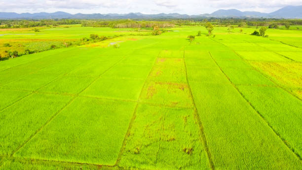 istock Panoramic view nature Landscape of a green field with rice 1032001112