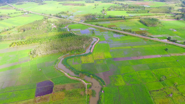 istock Panoramic view nature Landscape of a green field with rice 1032003320