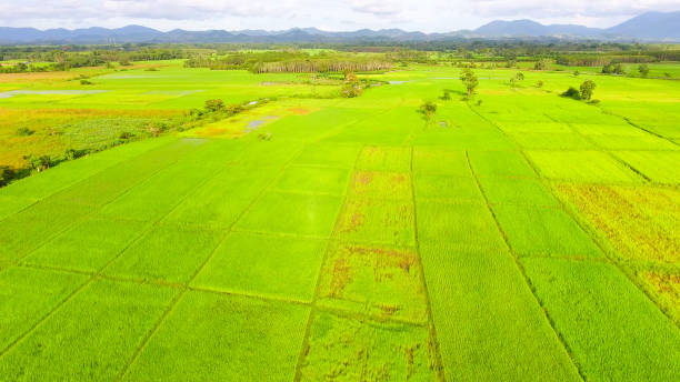 istock Panoramic view nature Landscape of a green field with rice 1032003330