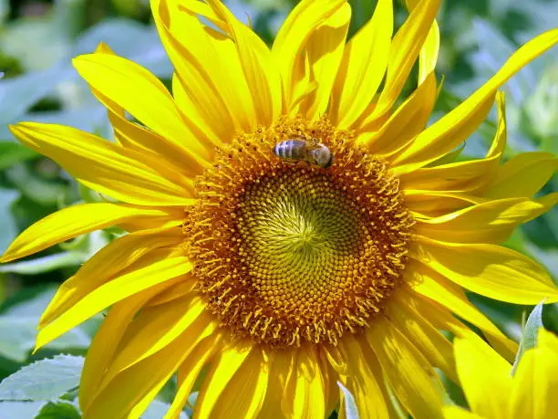 A small bee searches for pollen on a large flower