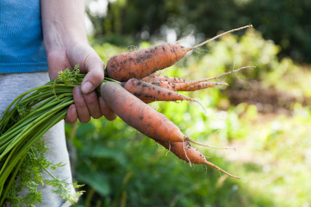 istock Carrot farm harvest, agriculture diet background 1032011334