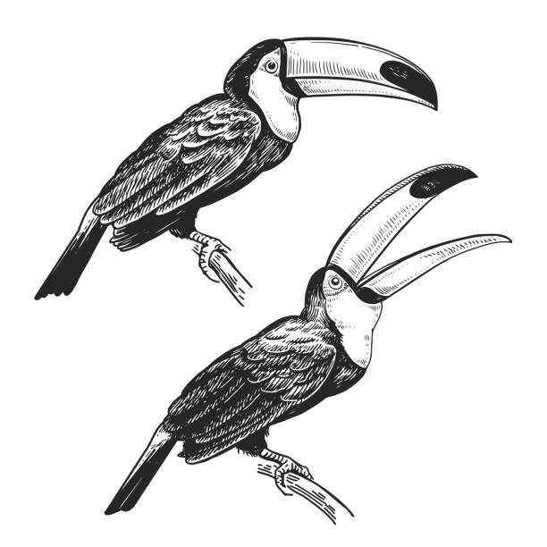 Realistic tropical bird toucan on branch. Black and white graphics. Toucan. Hand drawing of bird from wild. Black figure on white background. Vector illustration. Vintage engraving style. Realistic isolated figure of tropical bird with large beak. Nature concept. pics for toucan flying stock illustrations