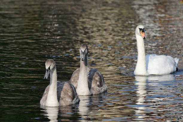 First, assemble your pupils. Two cygnets are in single file, swimming to school with mum behind.  The cygnets are five to six months old, and some of their flight feathers are already white. This morning they will practise flying.
