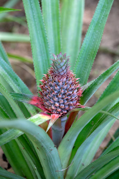istock Pineapple growing in a plantation, tropical fruit, Thailand. Close up 1032018184
