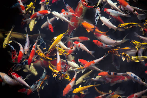 istock Koi carp swimming in the pond 1032018282