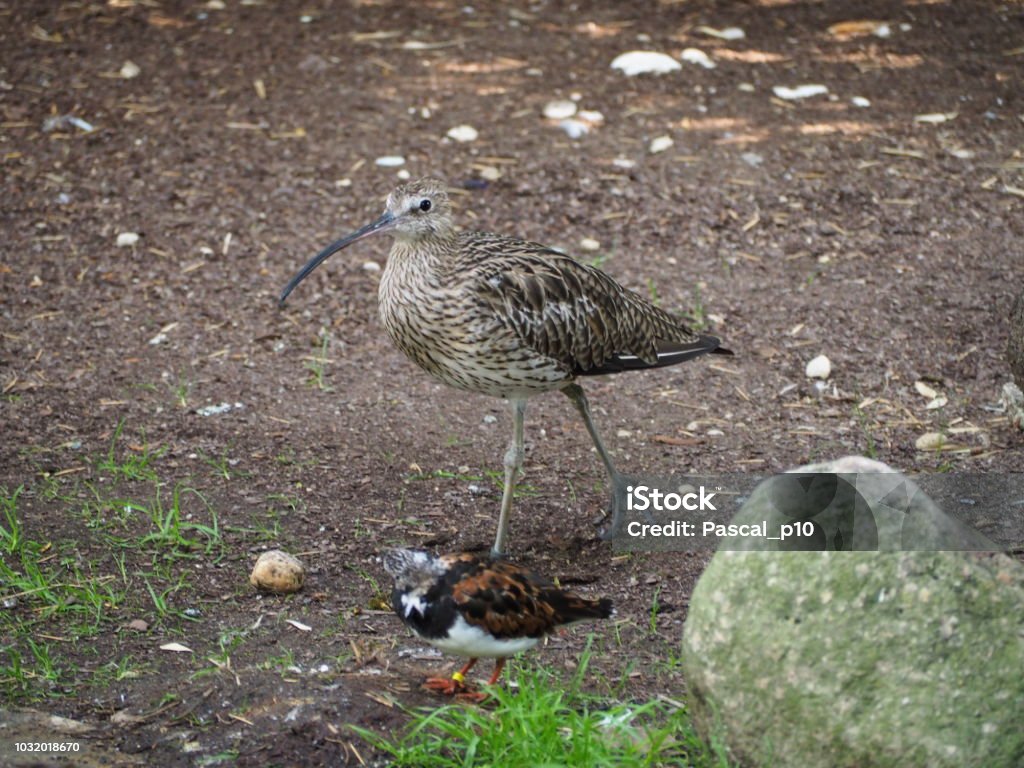 A ruddy turnstone (scientific name: Arenaria interpres) and a curlew Villars-les-Dombes, France – August 31, 2018: photography showing a ruddy turnstone (scientific name: Arenaria interpres) and a curlew. The photography was taken from the village of Villars-les-Dombes, France. 2018 Stock Photo