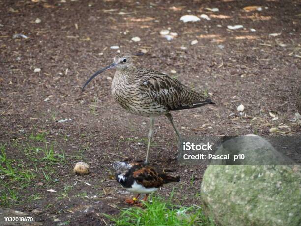 A Ruddy Turnstone And A Curlew Stock Photo - Download Image Now
