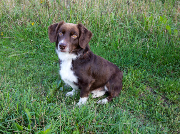 istock Cute Alpine Dachsbracke sitting on the grass 1032018746