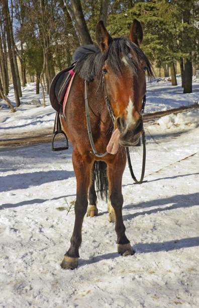 istock Funny horse with large tongue standing on the snow 1032019092