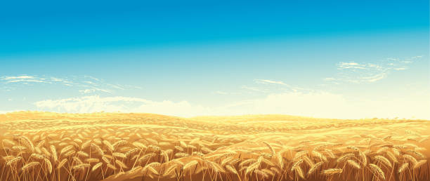 田園風景と小麦のフィールド - autumn backgrounds dawn dusk点のイラスト素材／クリップアート素材／マンガ素材／アイコン素材