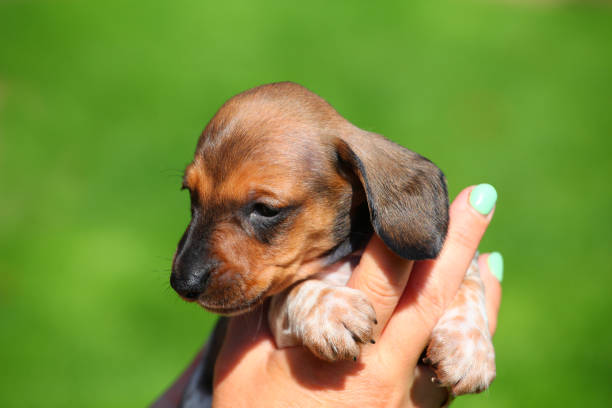 istock dachshund puppy hands autumn garden 1032025434