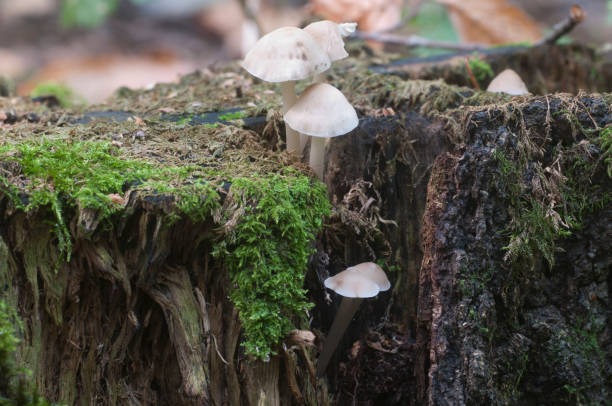 istock Mycena galericulata mushrooms 1032026838