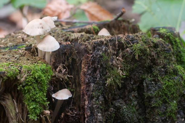 istock Mycena galericulata mushrooms 1032026870