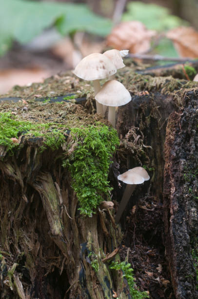 istock Mycena galericulata mushrooms 1032027180