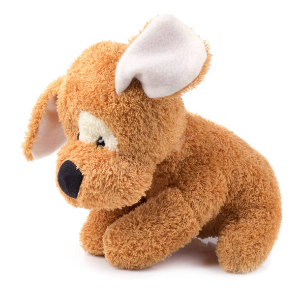 Cute brown dog sitting isolated on white background.