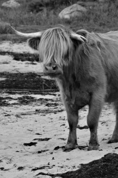 istock Scottish Wildlife - Highland Cattle 1032032518