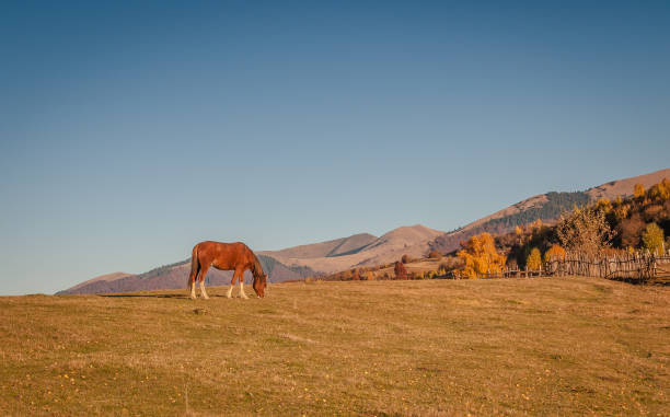istock Horses in the autumn mountains 1032032674