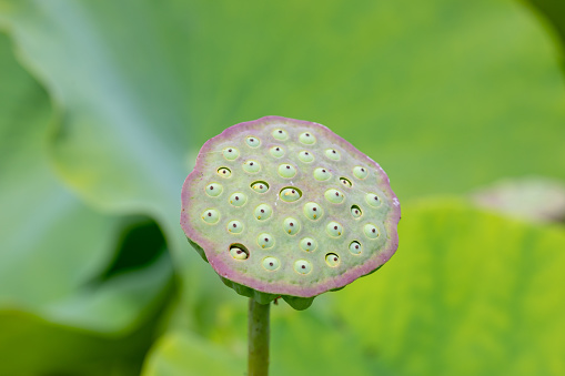 Lotus seed head