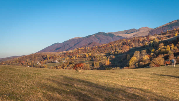 istock Horses in the autumn mountains 1032033756