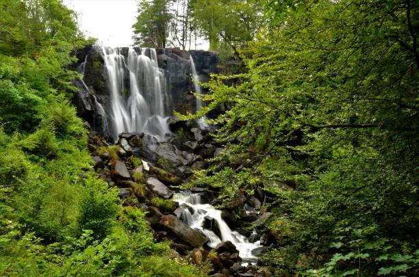 istock Scottish Landscapes - Aros Forest Park 1032033886