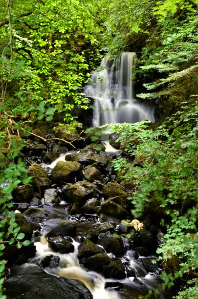 istock Scottish Landscapes - Aros Forest Park 1032033948