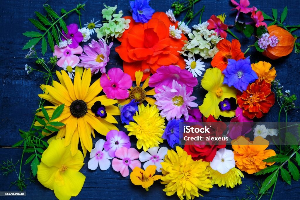 Textura De Distintas Flores Del Jardín Vista Superior Foto de stock y más banco de imágenes de Amarillo - Color - iStock Textura De Distintas Flores Del Jardín Vista Superior Foto de stock y más banco de imágenes de Amarillo - Color - iStock