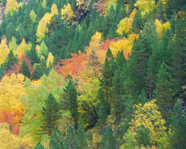 istock Autumun in Ordesa National Park 1032040106