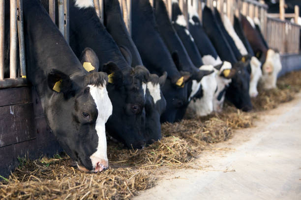 istock black and white holstein cows feed inside barn on dutch farm in holland 1032040900
