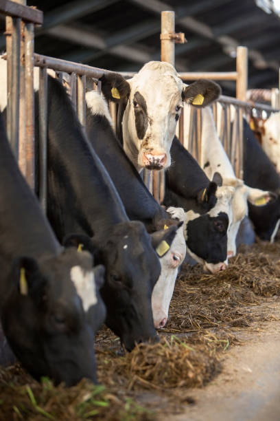 istock black and white holstein cows feed inside barn on dutch farm in holland 1032040910