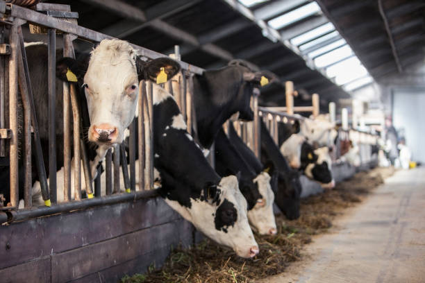 istock black and white holstein cows feed inside barn on dutch farm in holland 1032040940