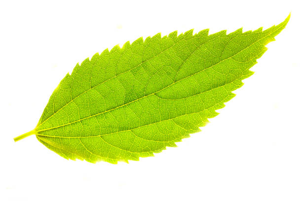istock leaf veins details green for background 1032040984