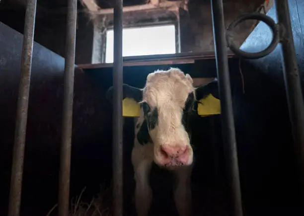 Photo of black and white holstein calf looks mournful behind steel bars in farm