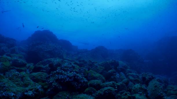 istock Undersea coral reef at Darwin Island, Galapagos 1032044278