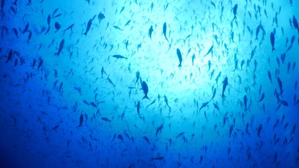 cardume de peixes de recife coberto céu submarino, ilha de darwin - mulato - fotografias e filmes do acervo